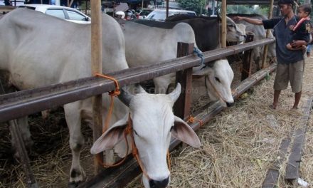 Mau Berkurban saat Idul Adha, Perhatikan 4 Hal Ini